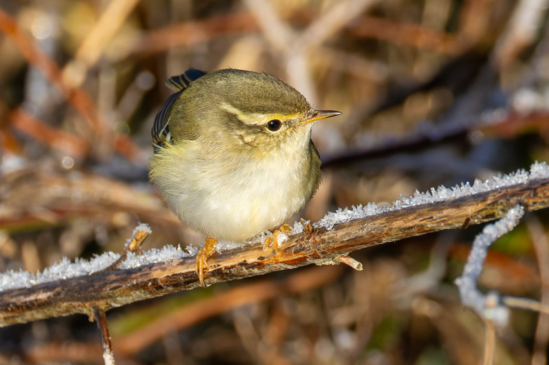 Yellow-browed Warbler
