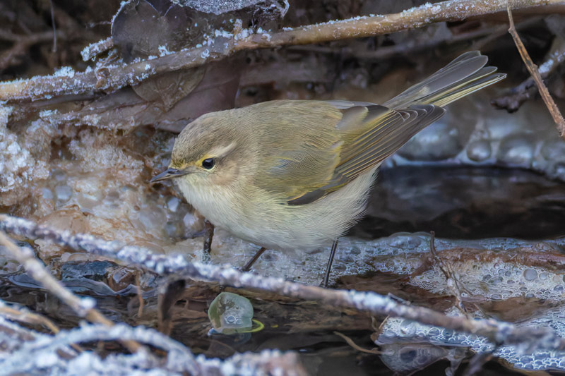Siberian Chiffchaff
