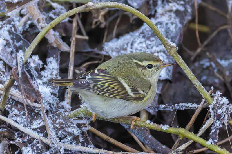 Yellow-browed Warbler