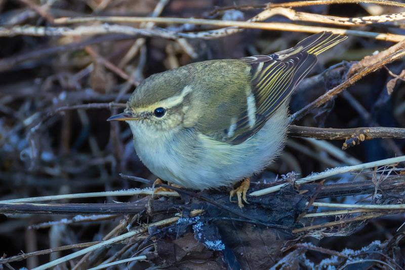 Yellow-browed Warbler