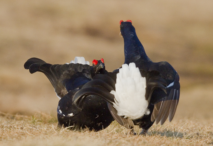 Black Grouse