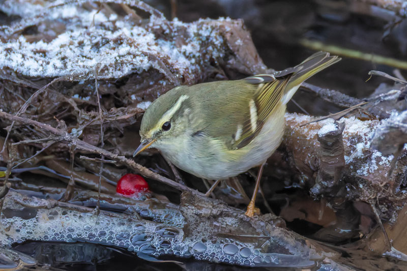 Yellow-browed Warbler