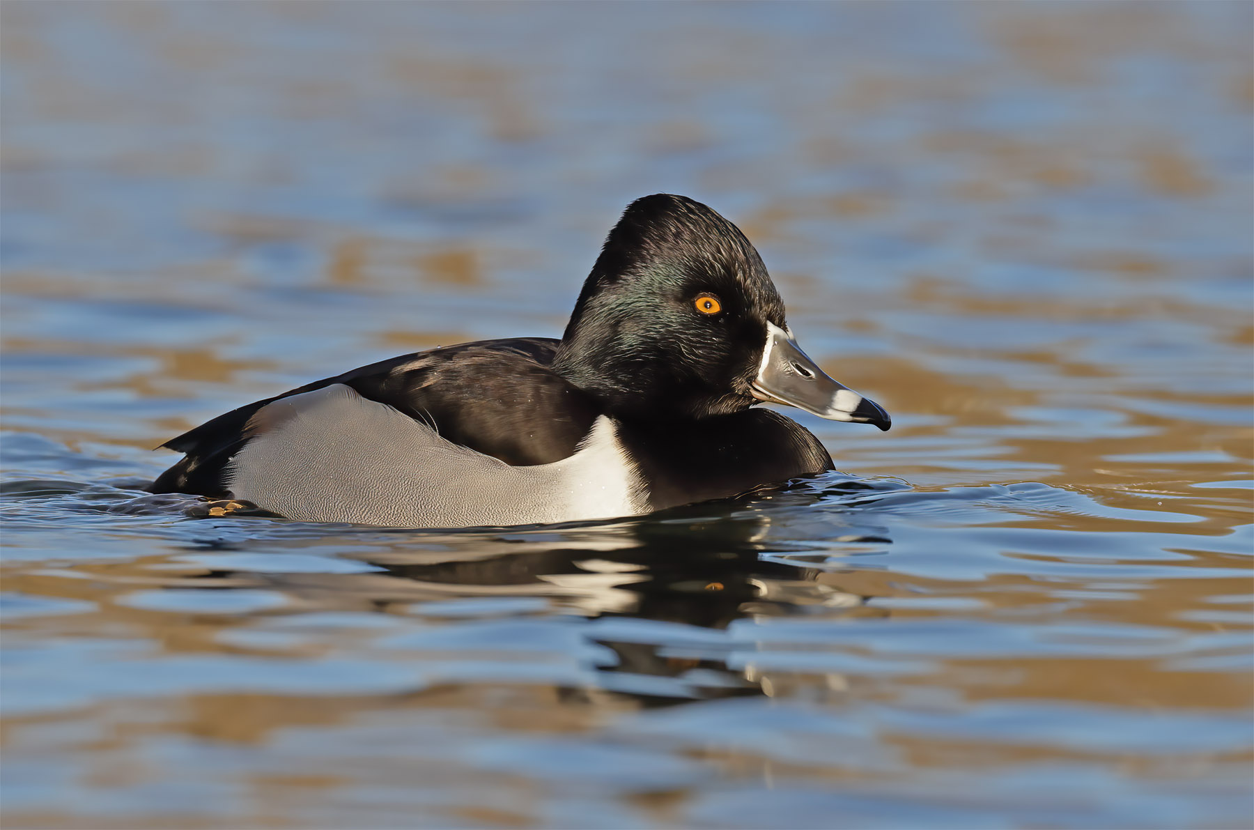 Ring-necked Duck