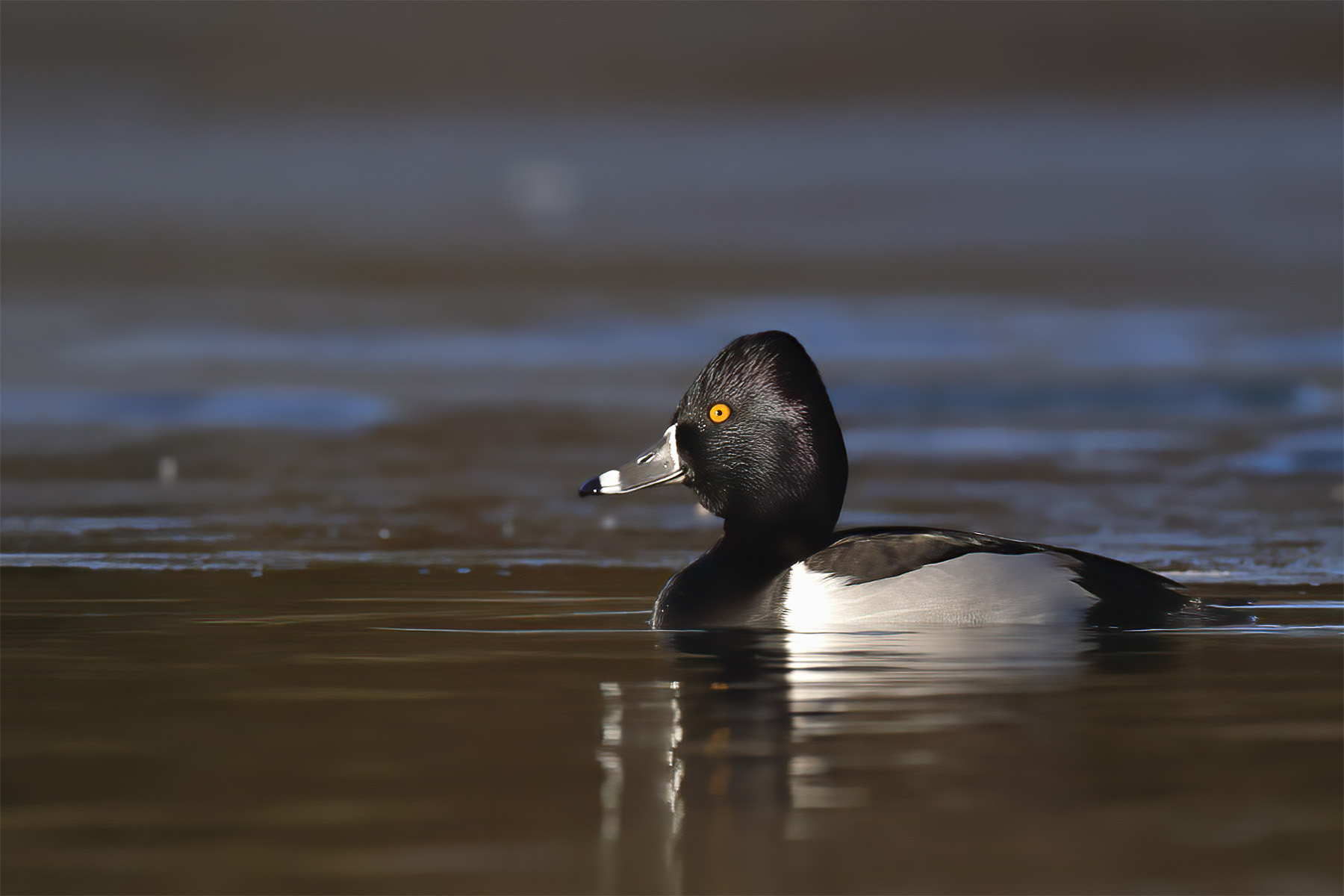 Ring-necked Duck