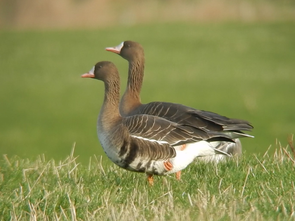 Russian White-fronted Goose