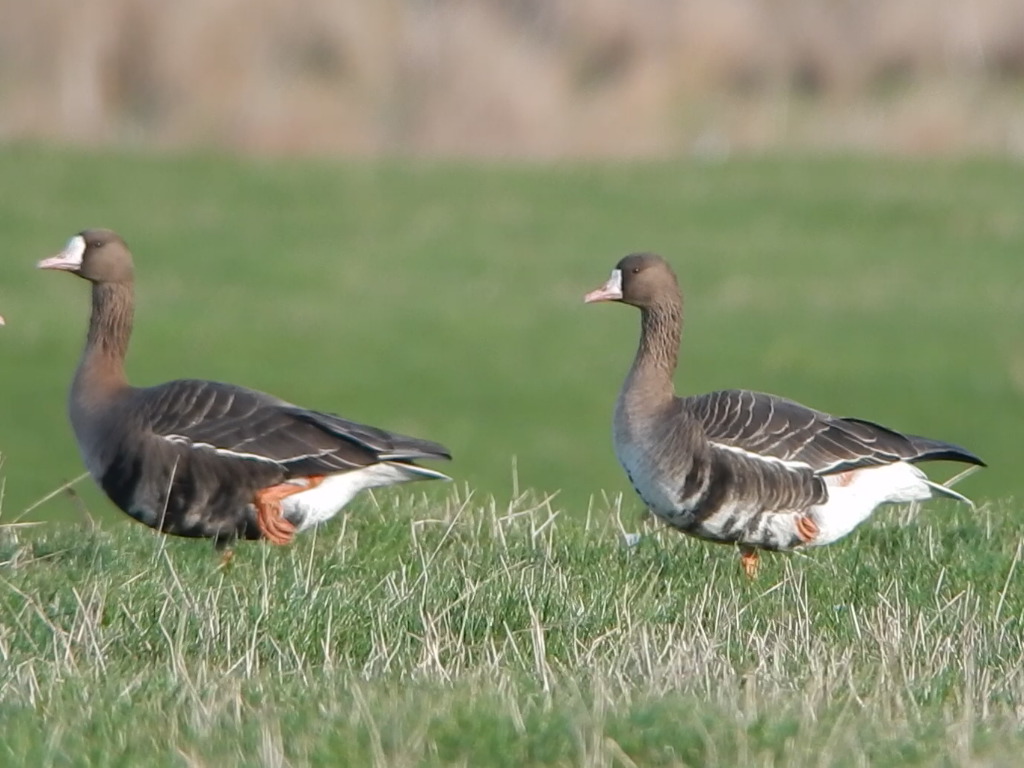 Russian White-fronted Goose