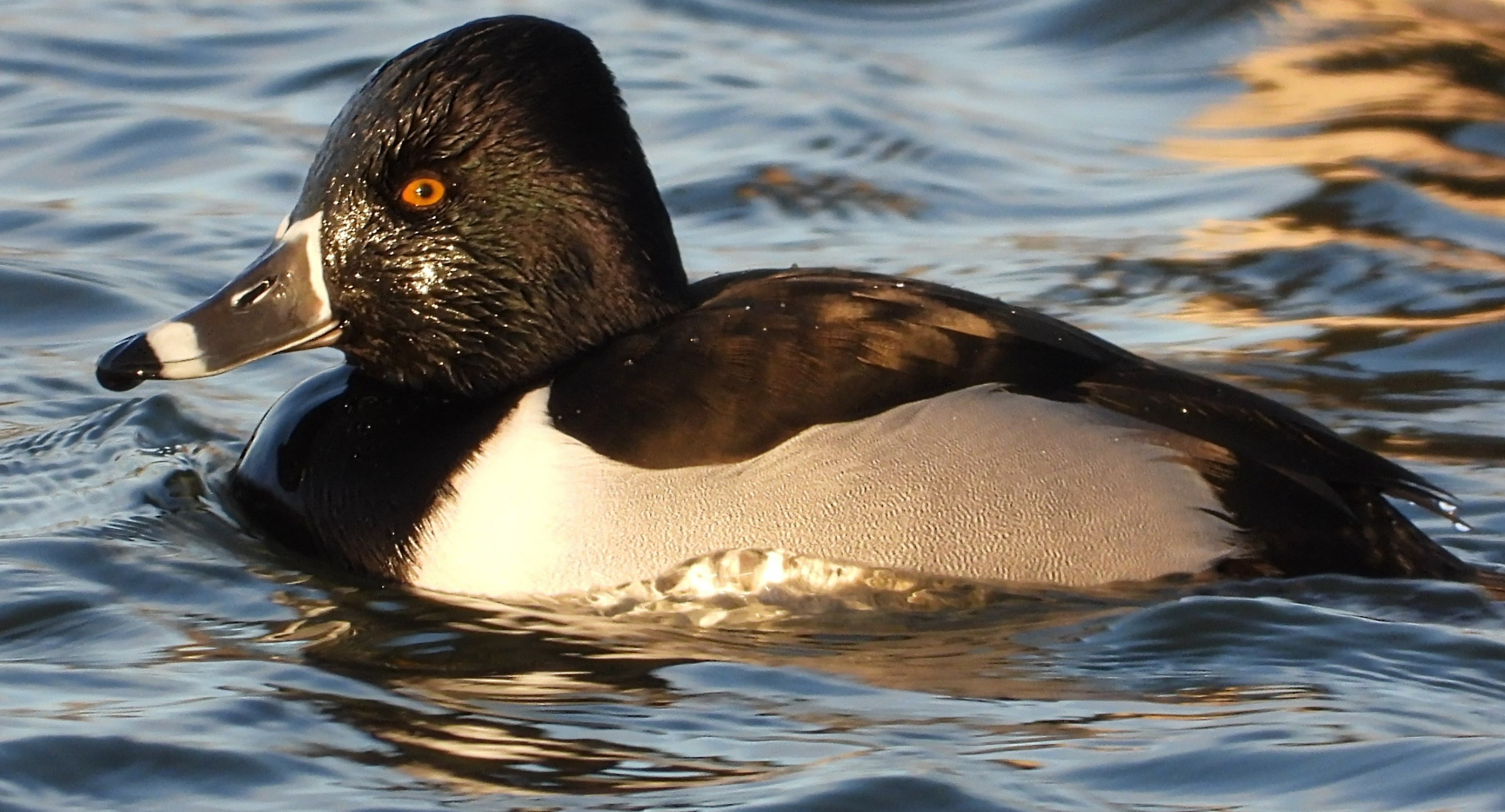 Ring-necked Duck