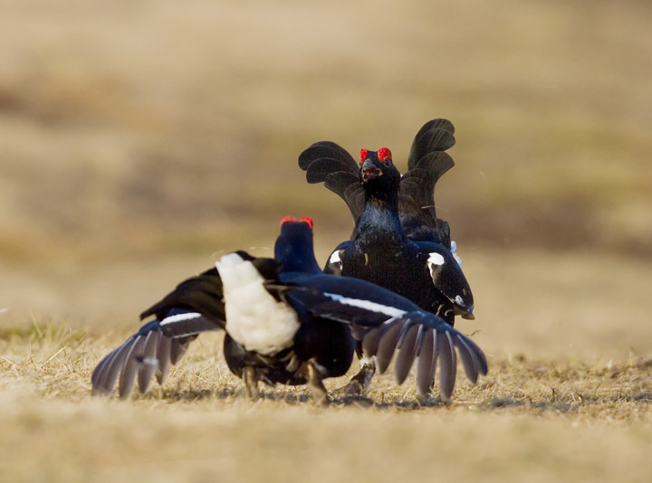 Black Grouse