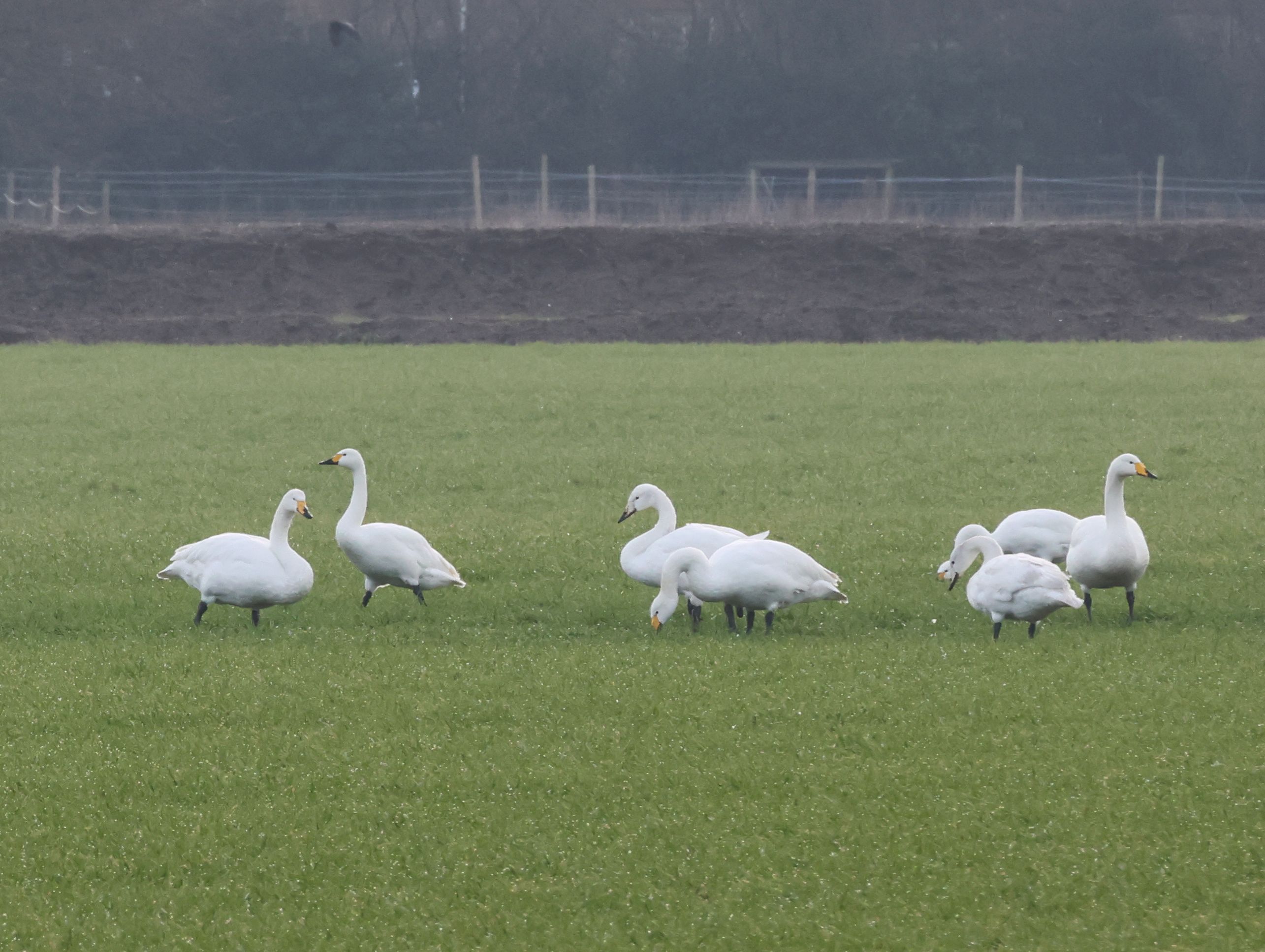 Bewick's Swan