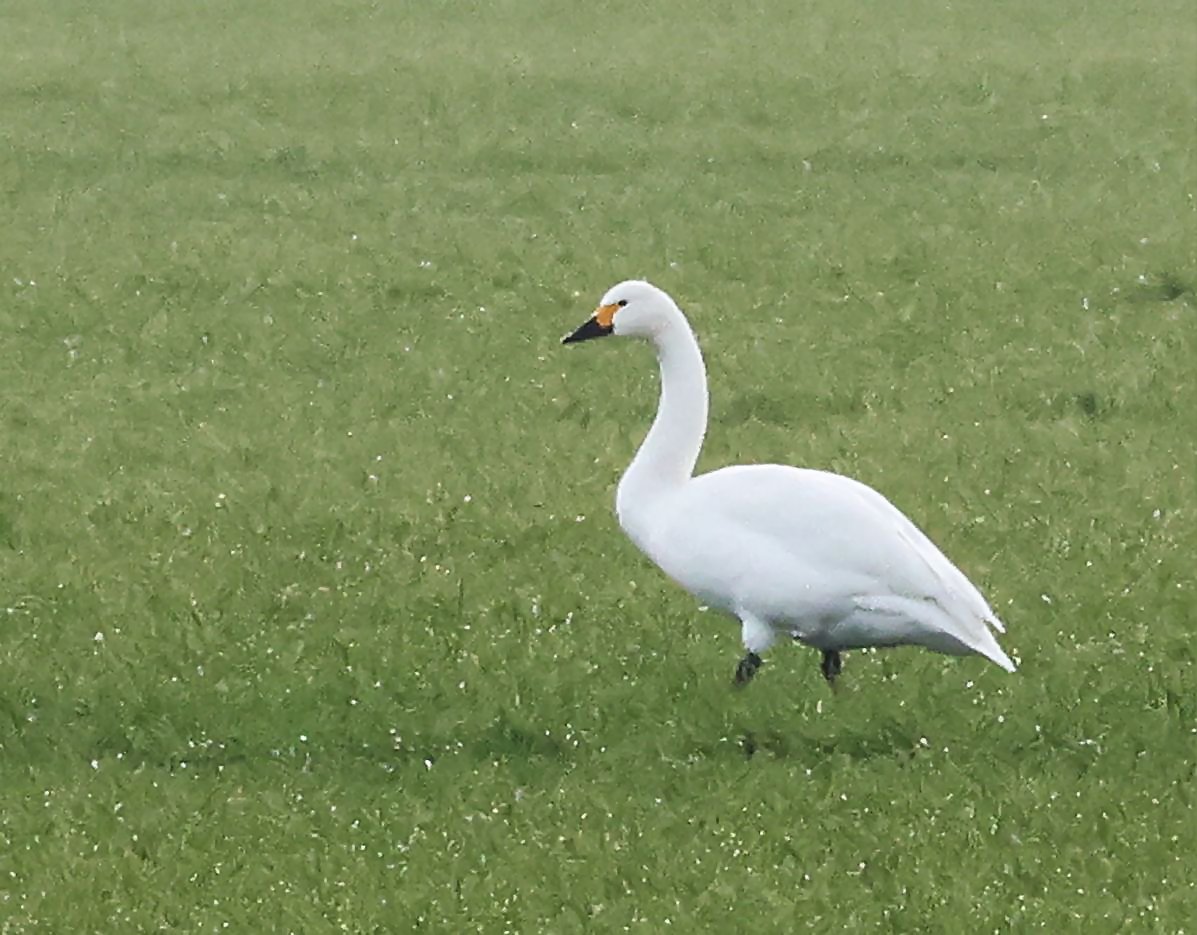 Bewick's Swan