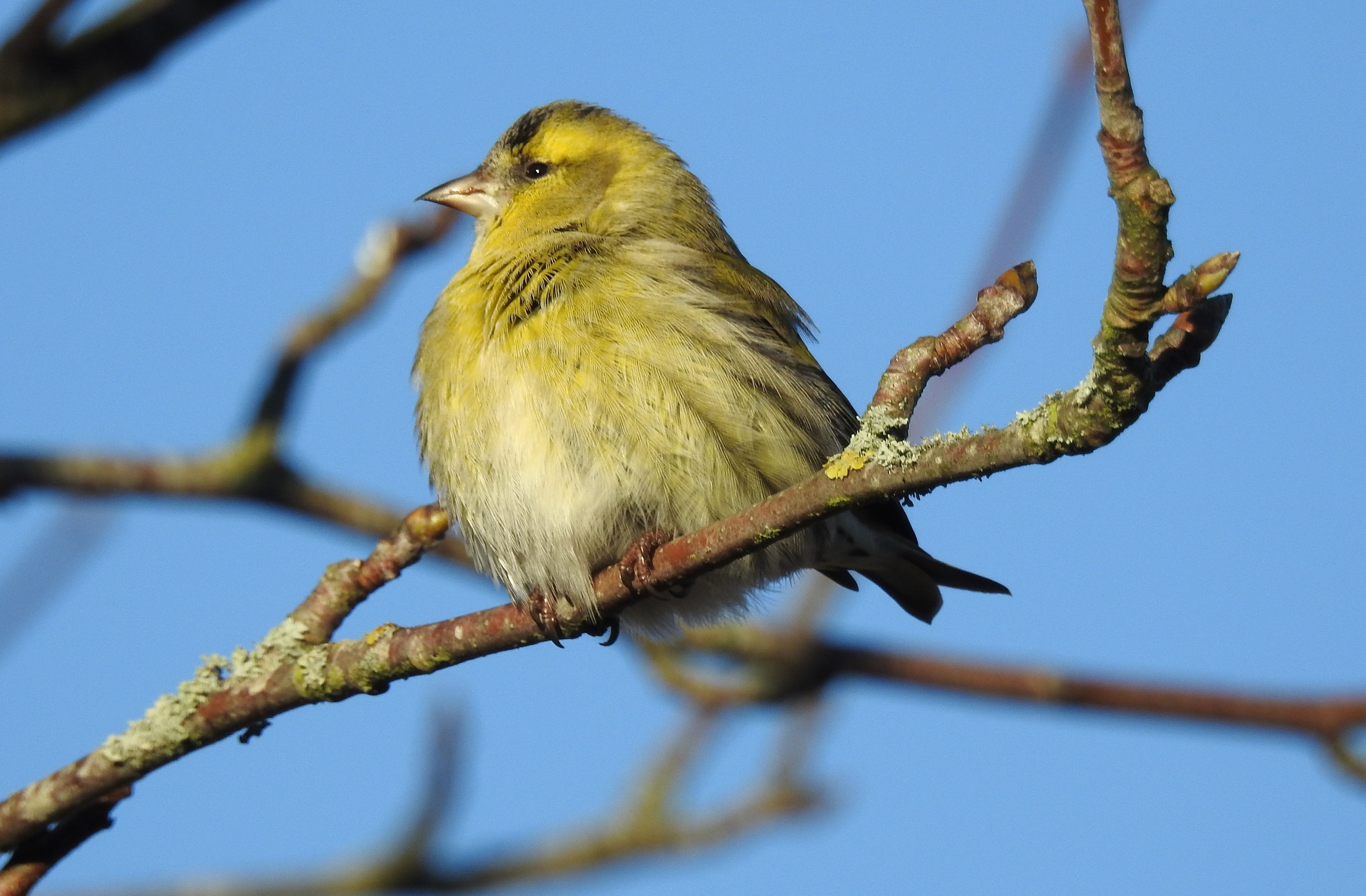 Siskin