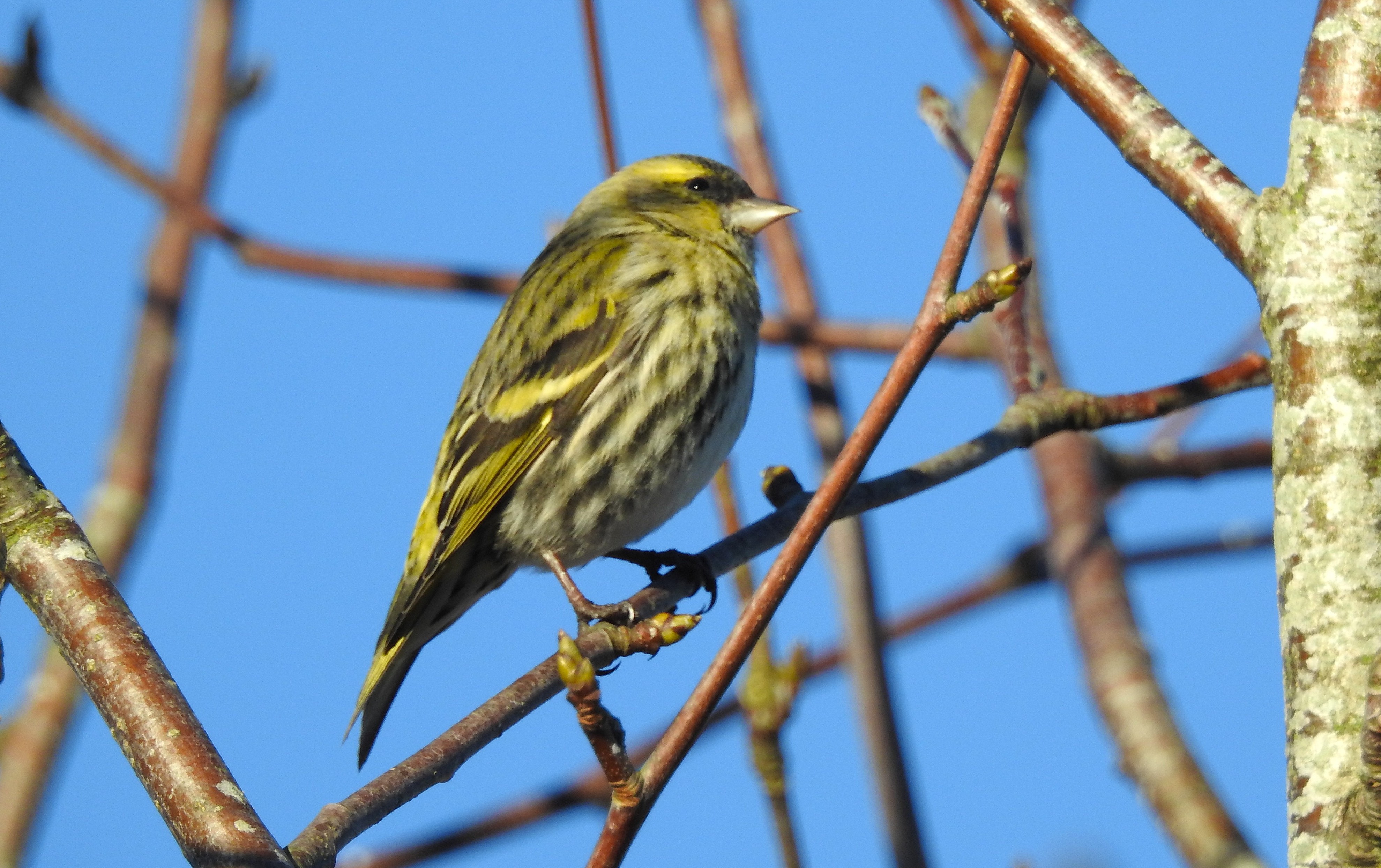 Siskin