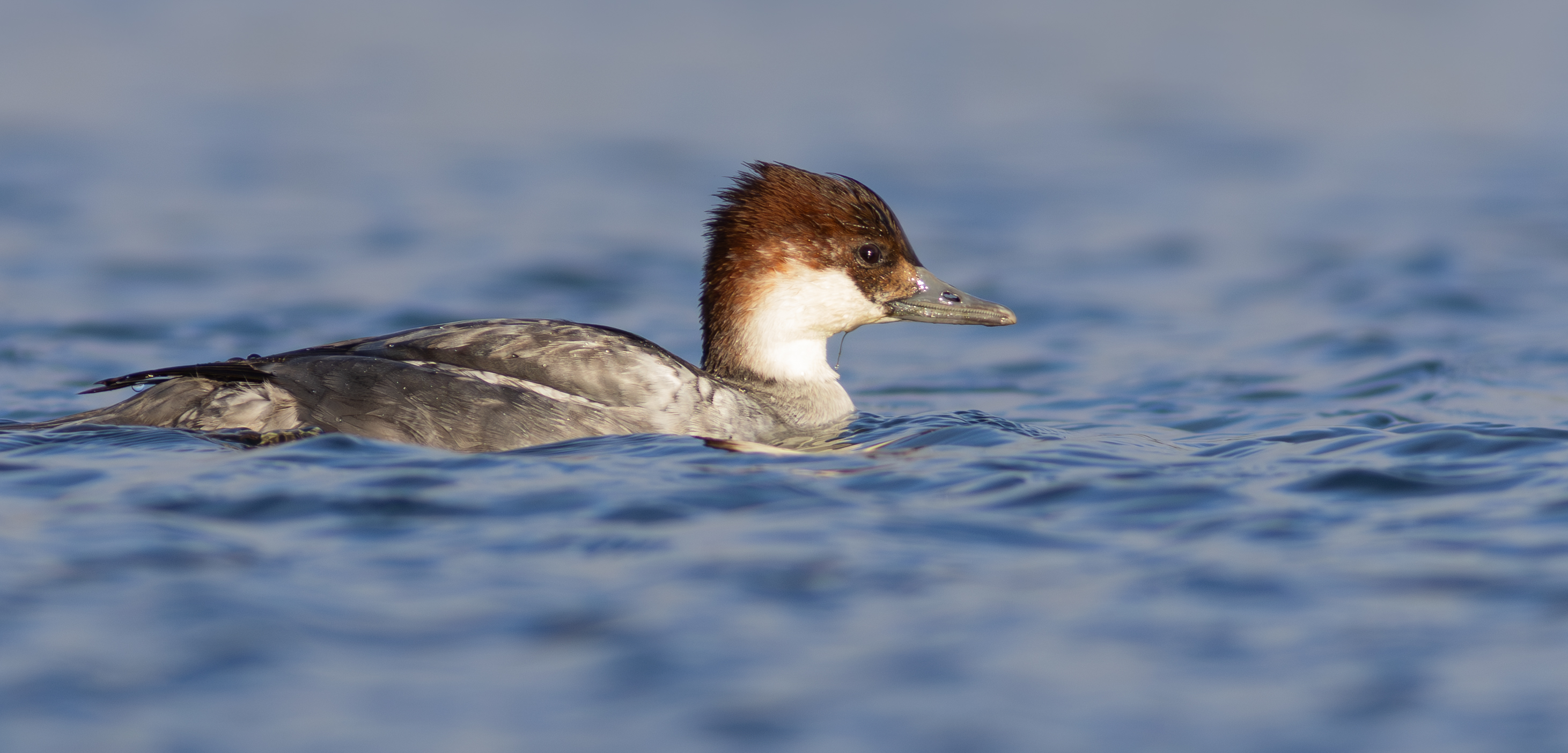 Smew