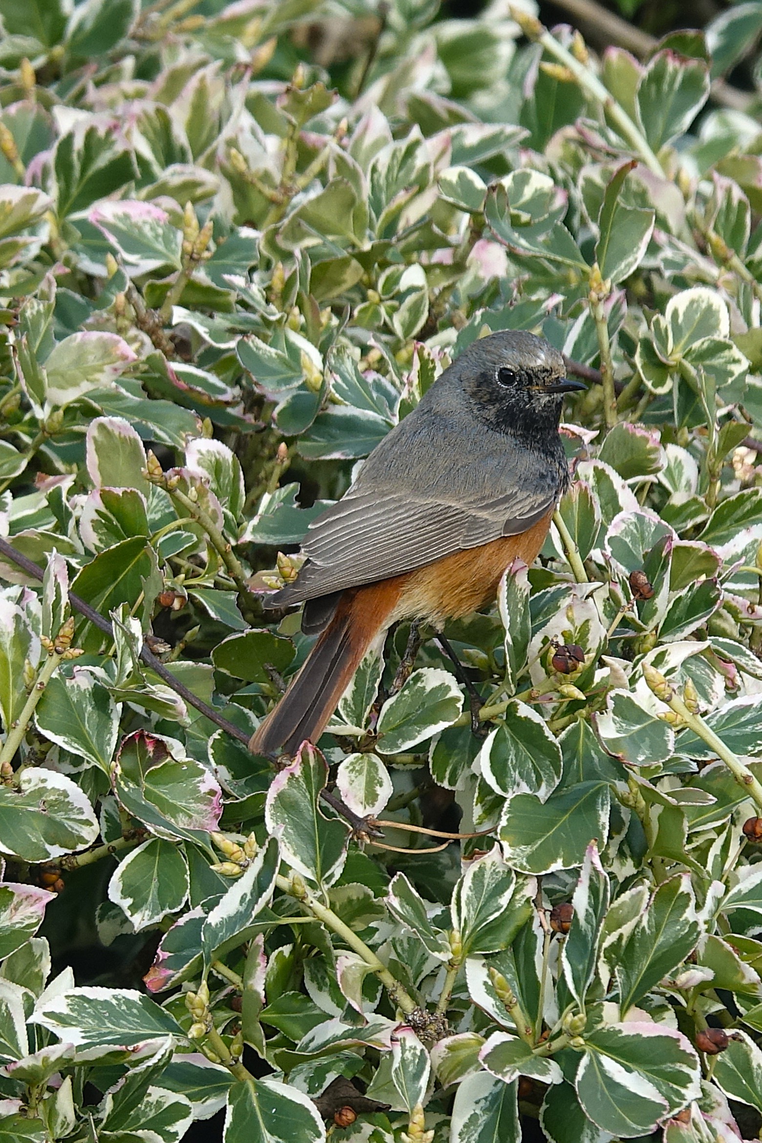 Eastern Black Redstart