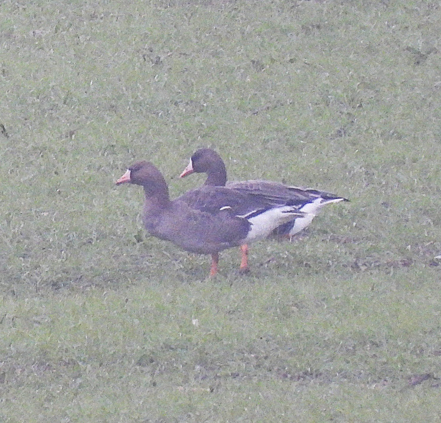 Russian White-fronted Goose