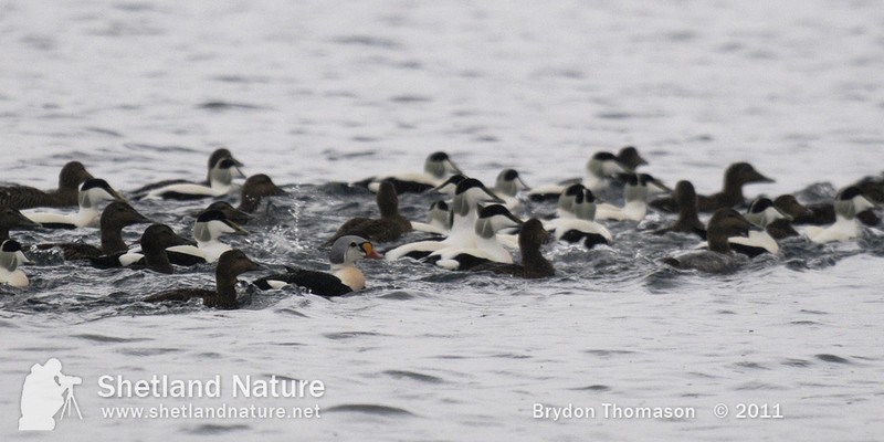 King Eider