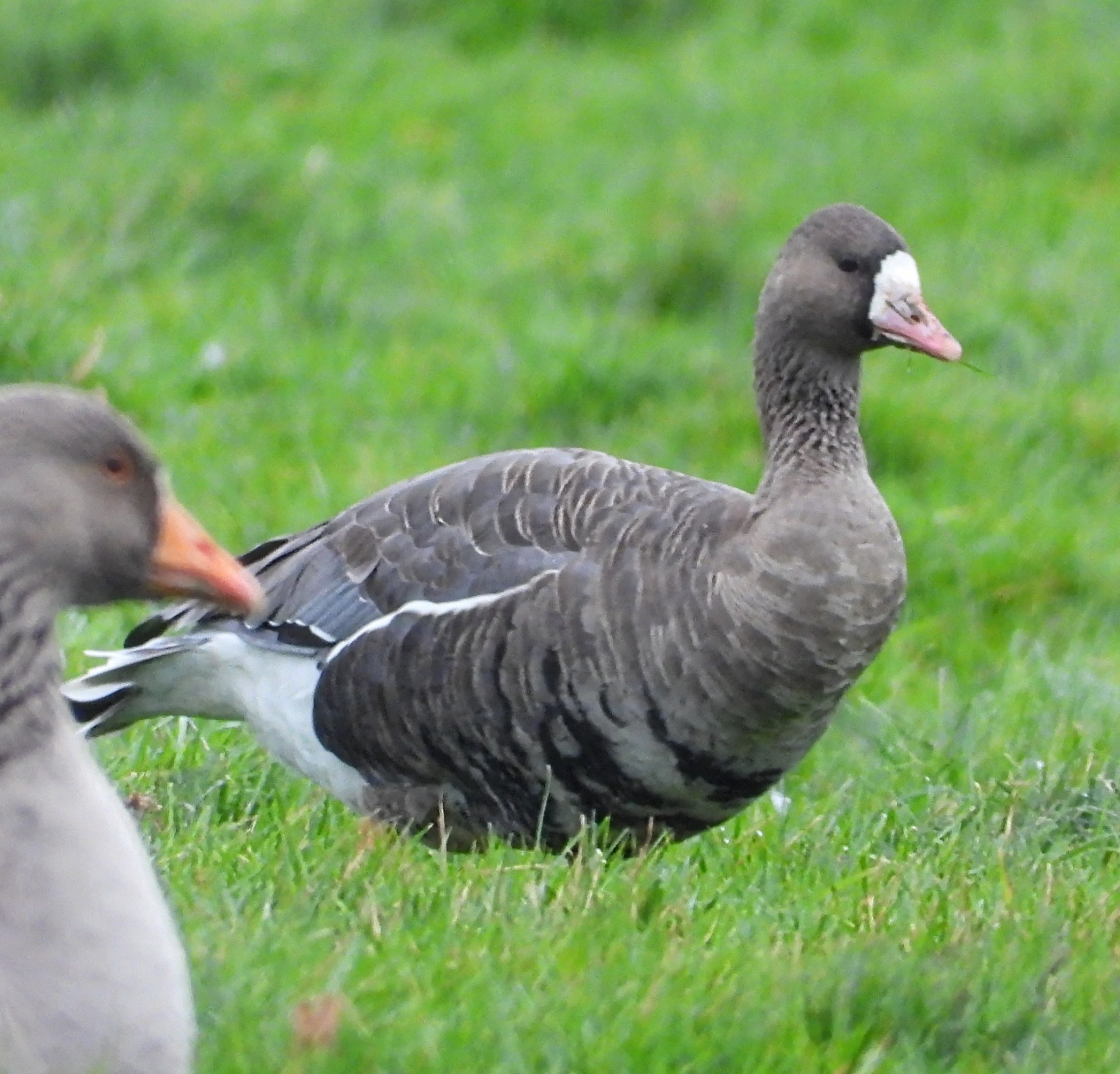 Russian White-fronted Goose