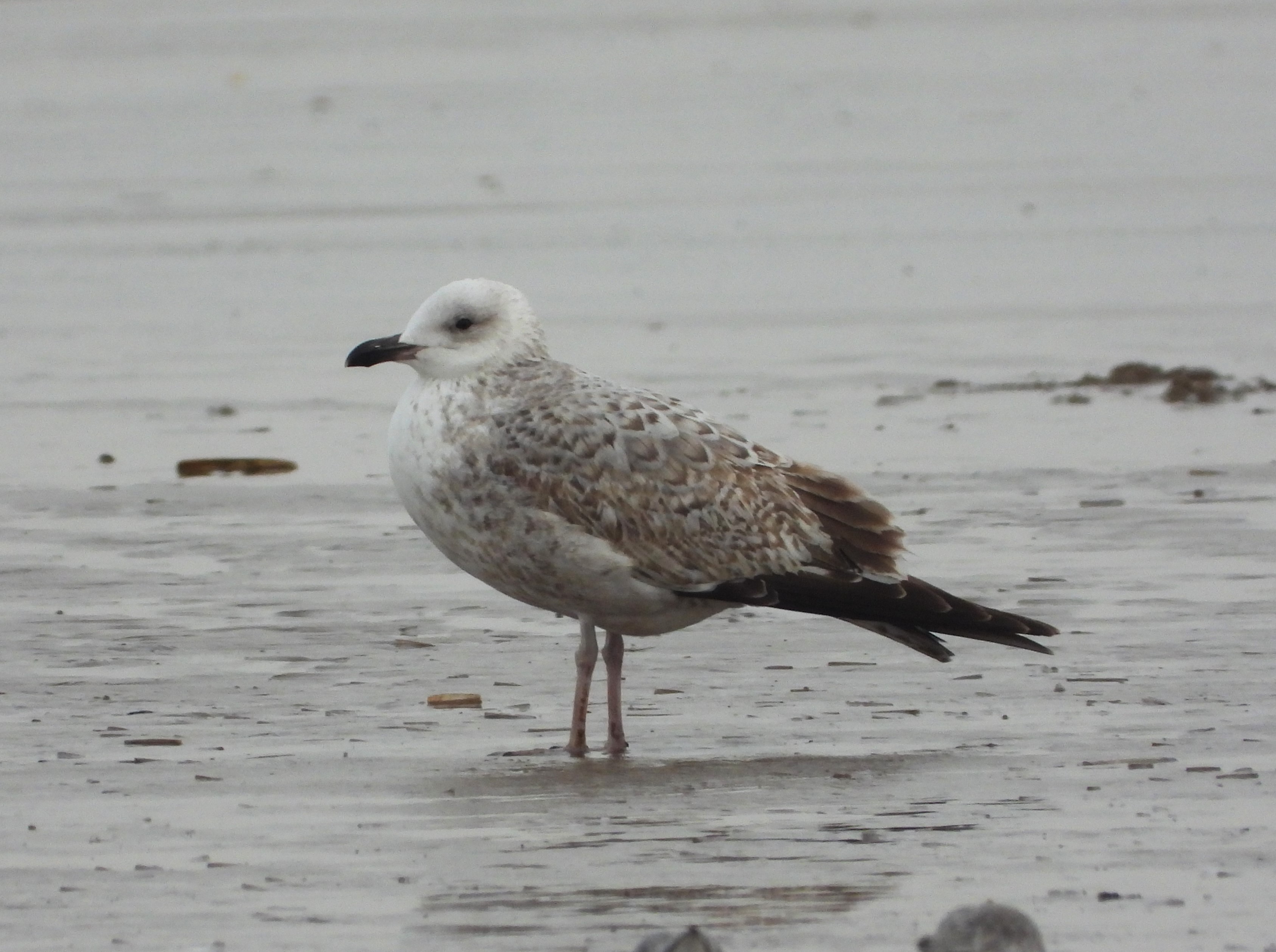 Caspian Gull