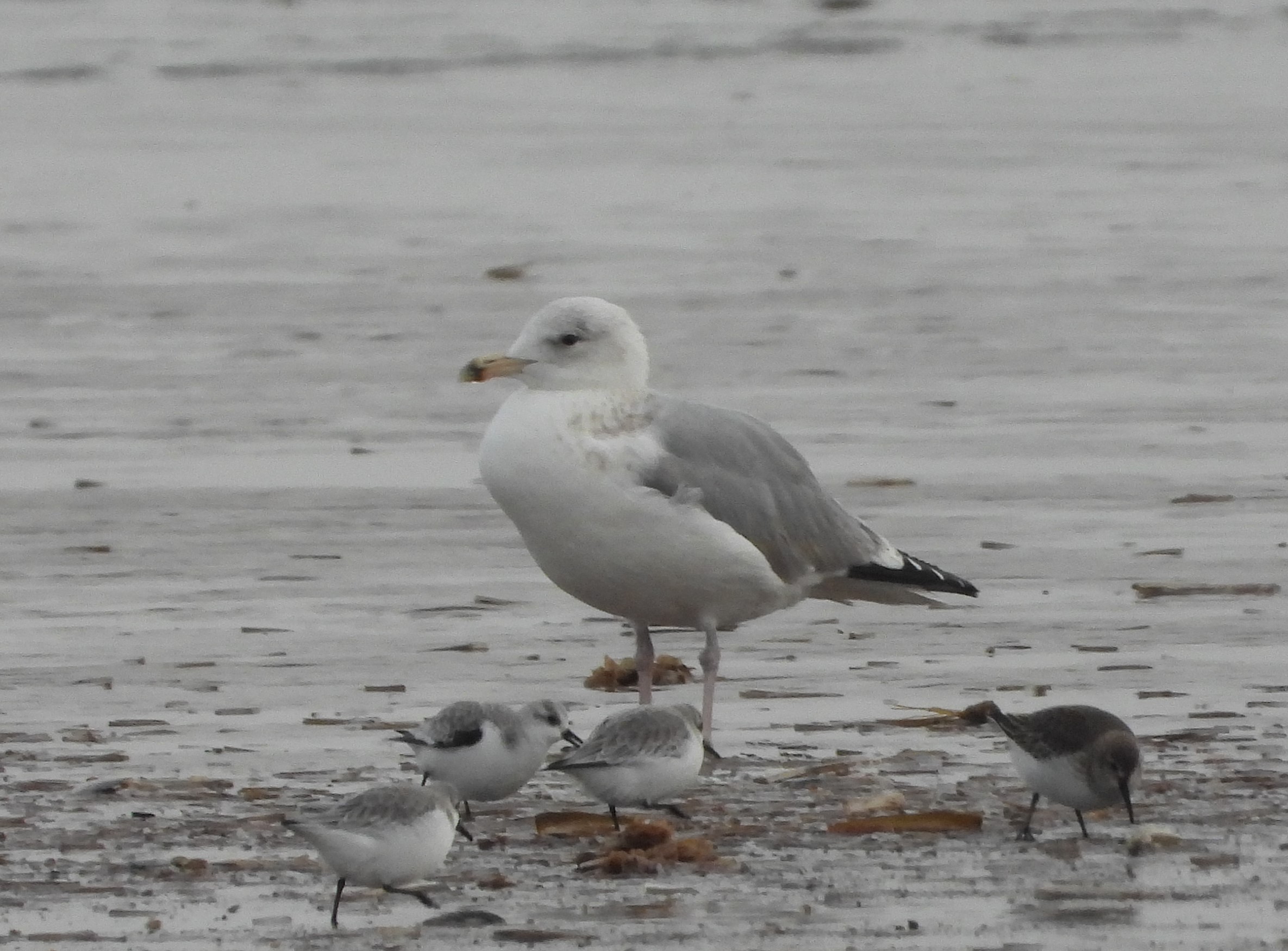 Caspian Gull