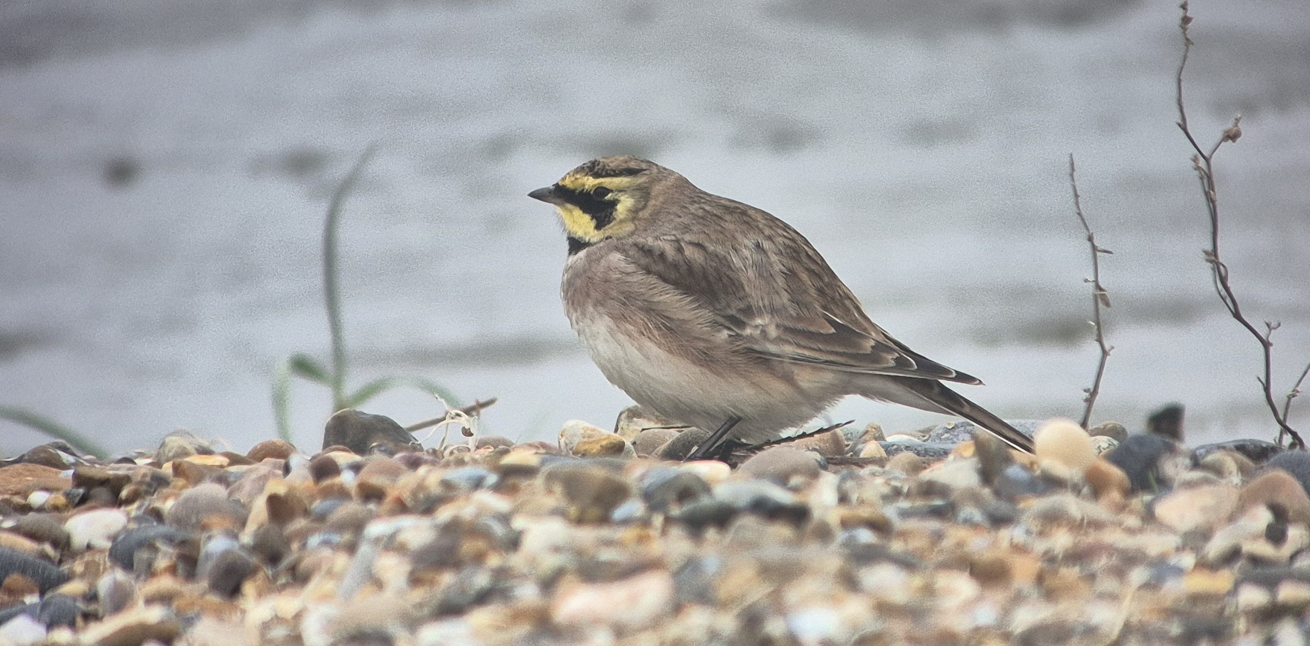 Shorelark