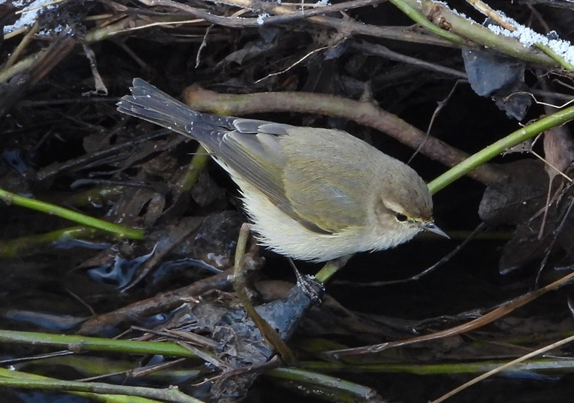 Siberian Chiffchaff