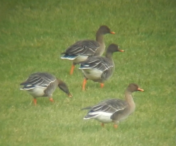 Tundra Bean Goose
