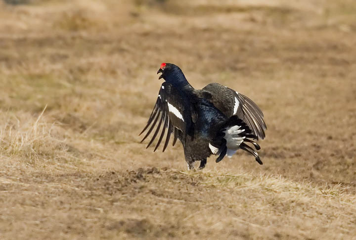 Black Grouse