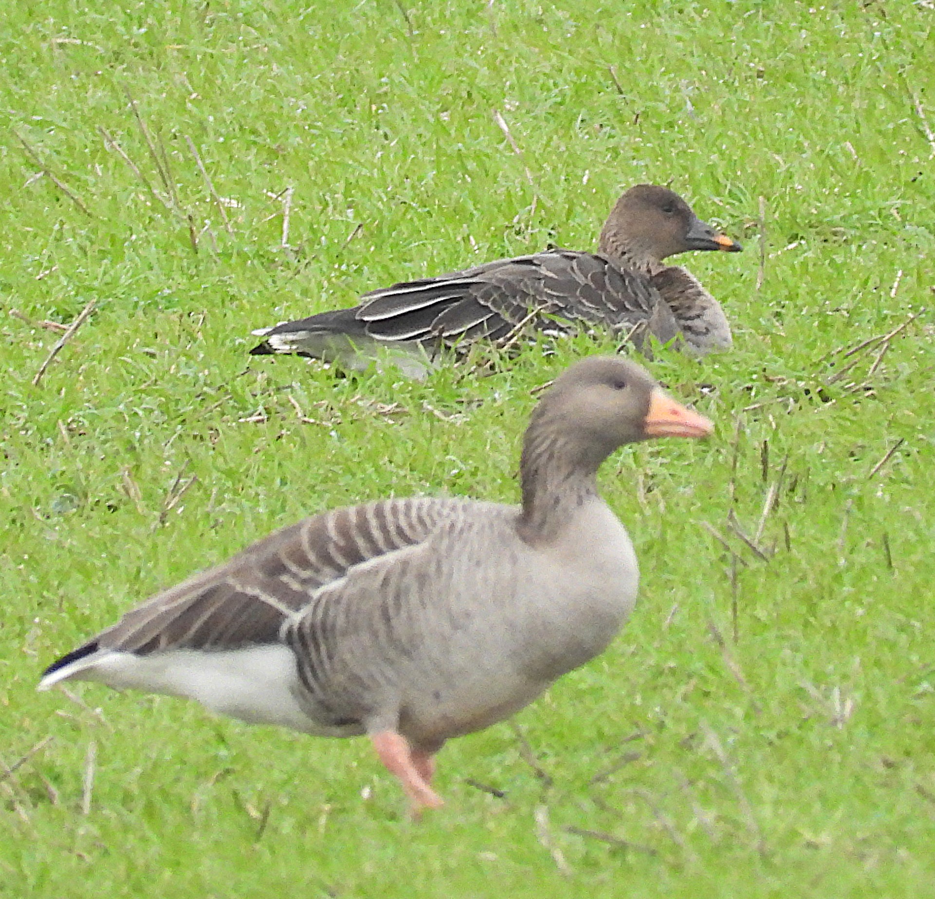 Tundra Bean Goose