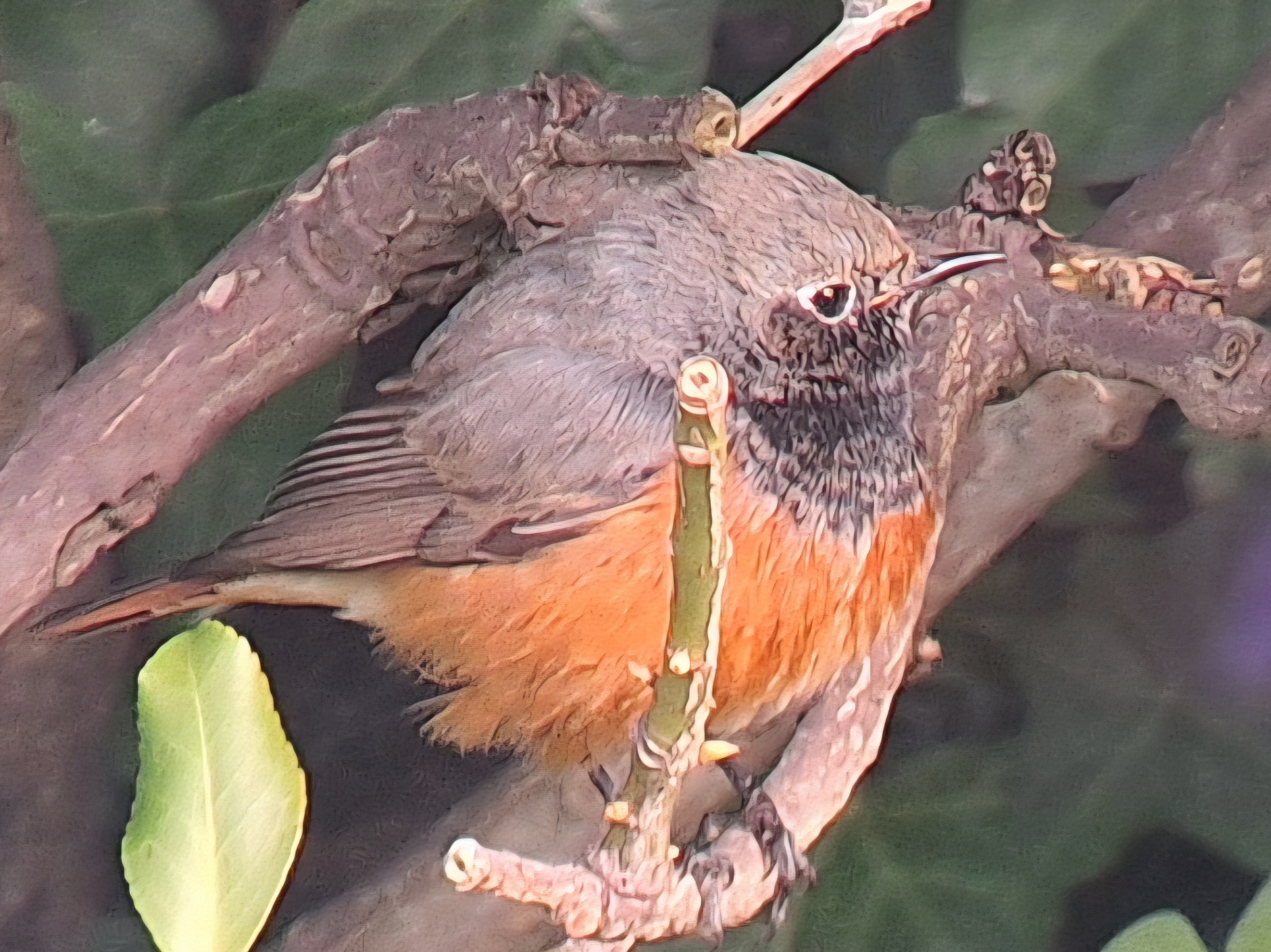 Eastern Black Redstart