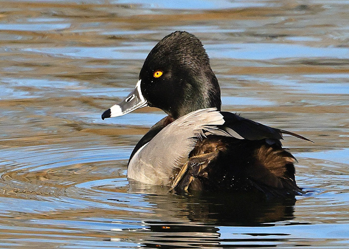 Ring-necked Duck