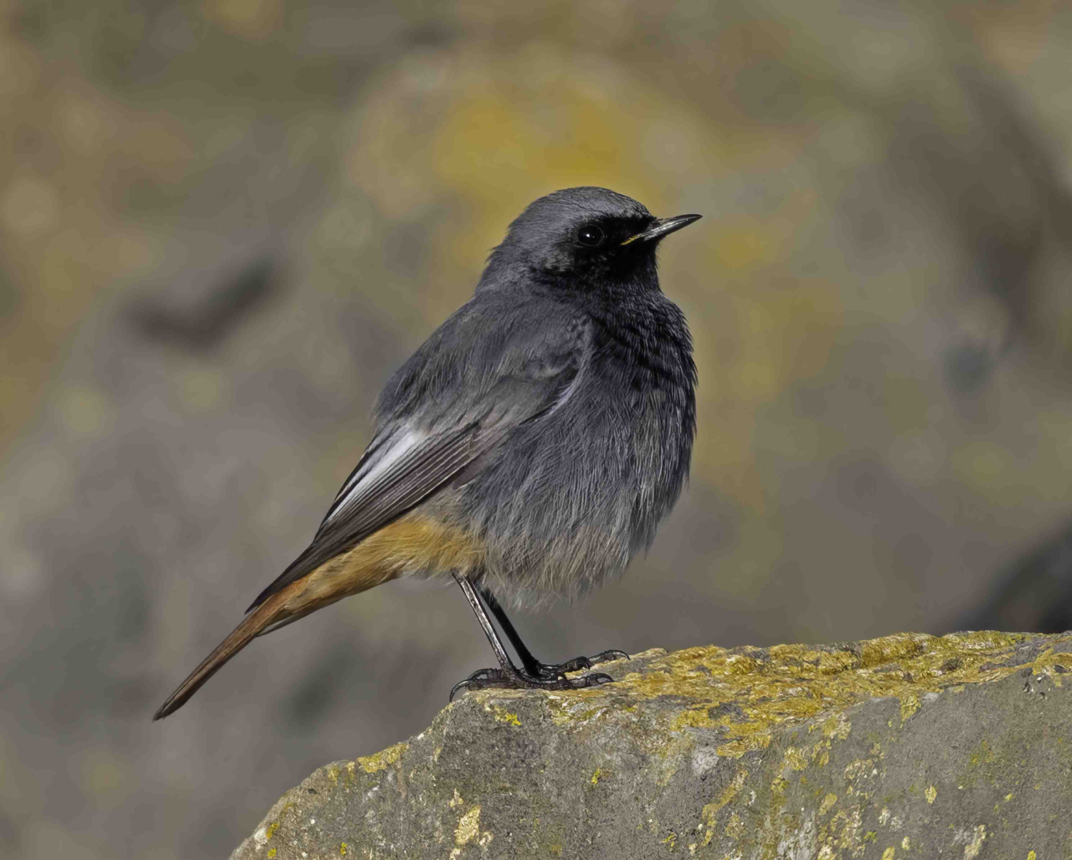 Black Redstart