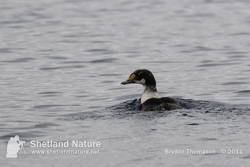 King Eider
