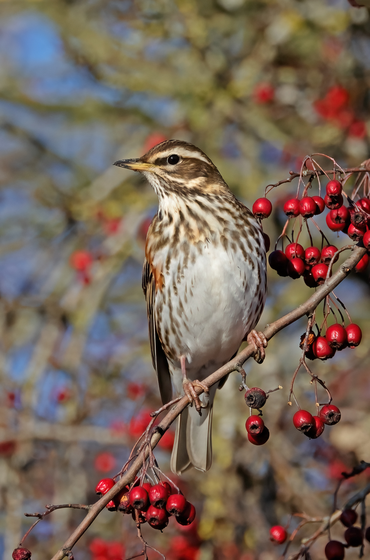 Redwing