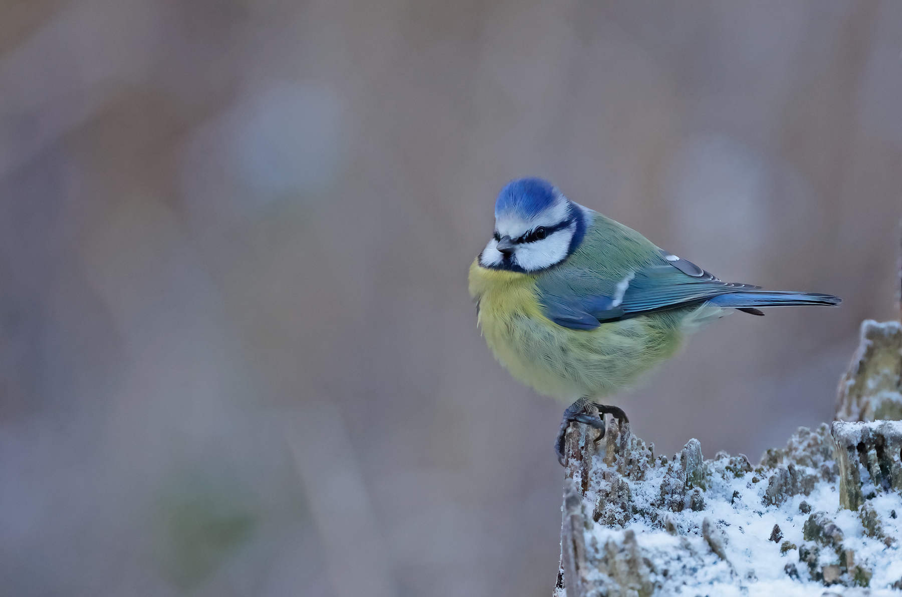 Blue Tit