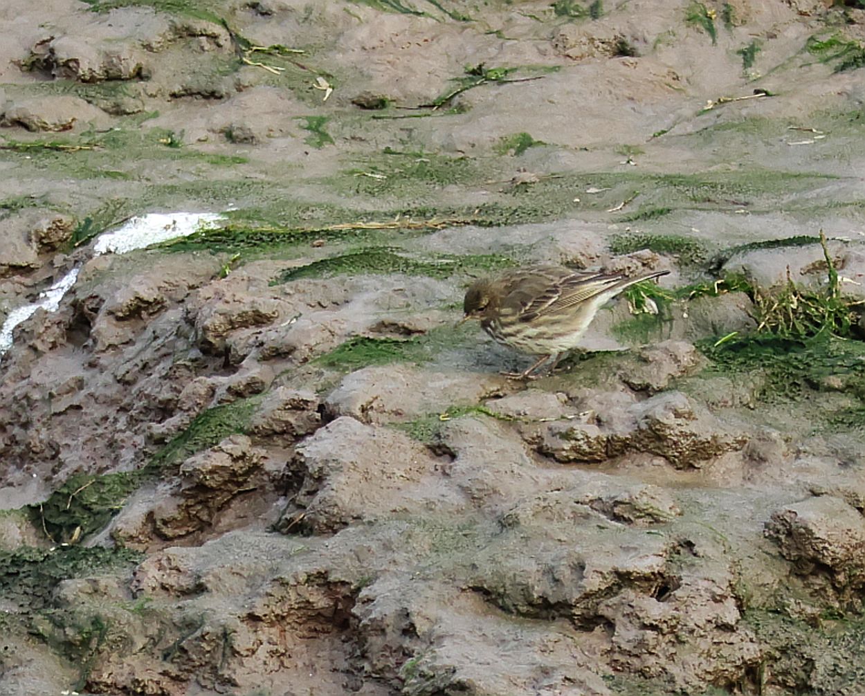 Water Pipit