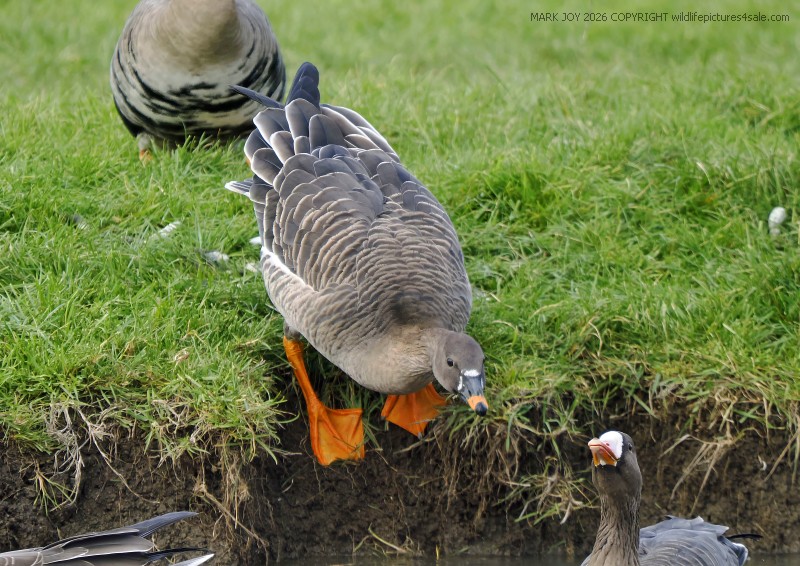 Tundra Bean Goose