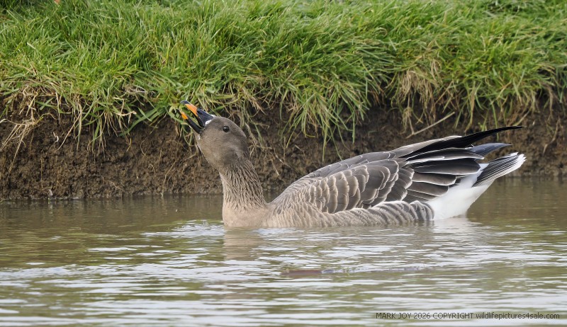 Tundra Bean Goose