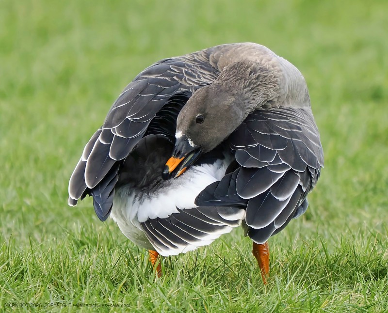 Tundra Bean Goose