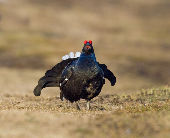 Black Grouse