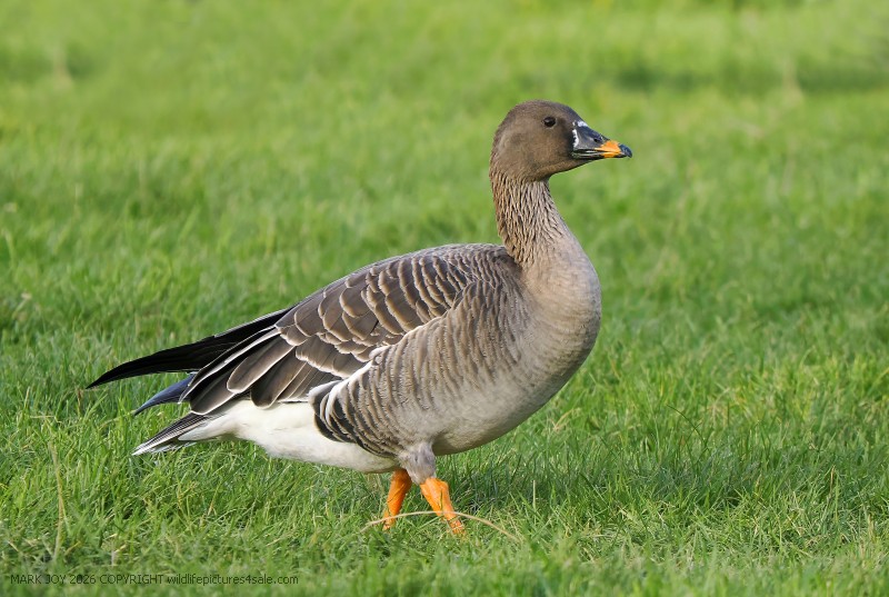 Tundra Bean Goose