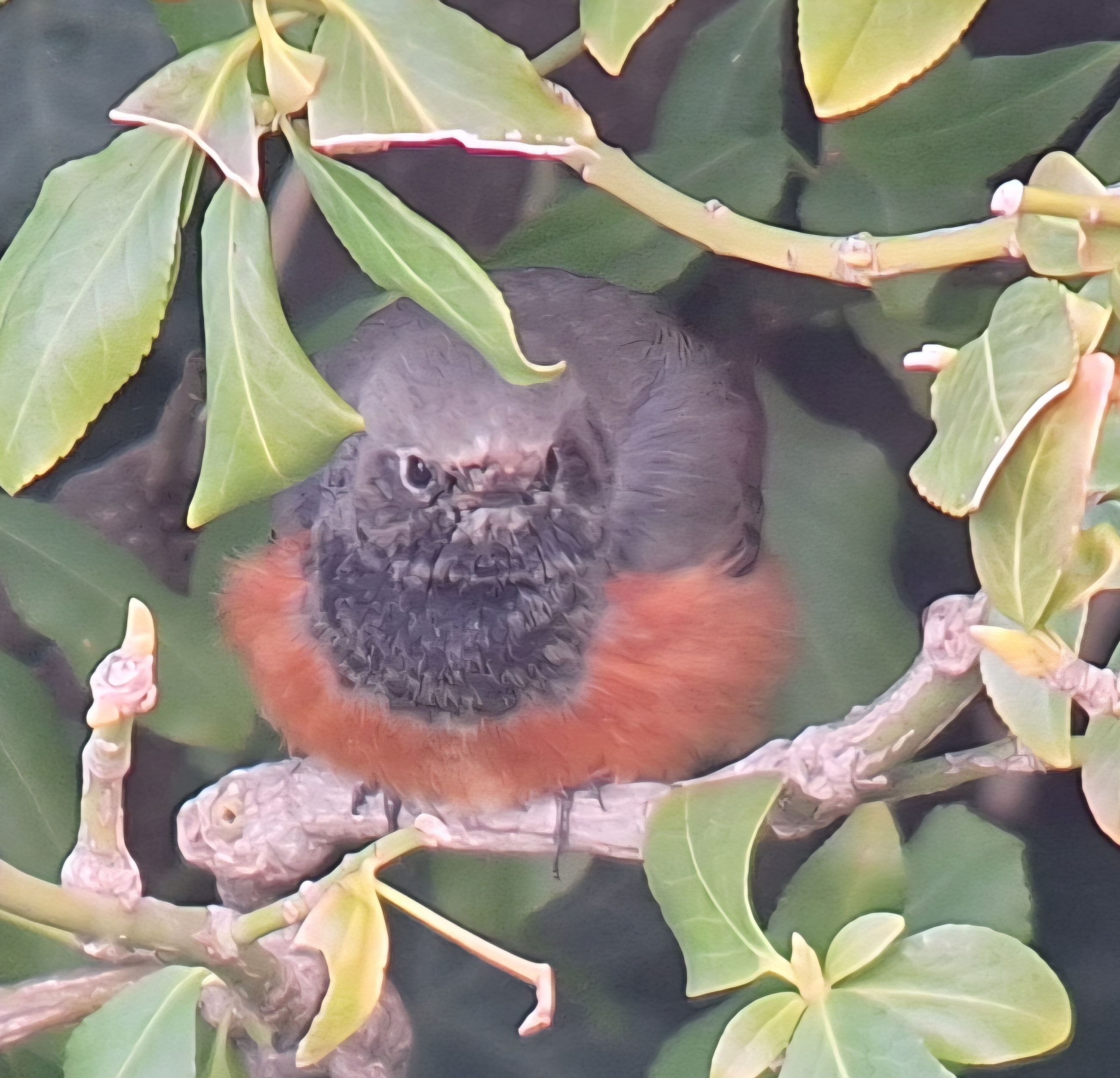 Eastern Black Redstart