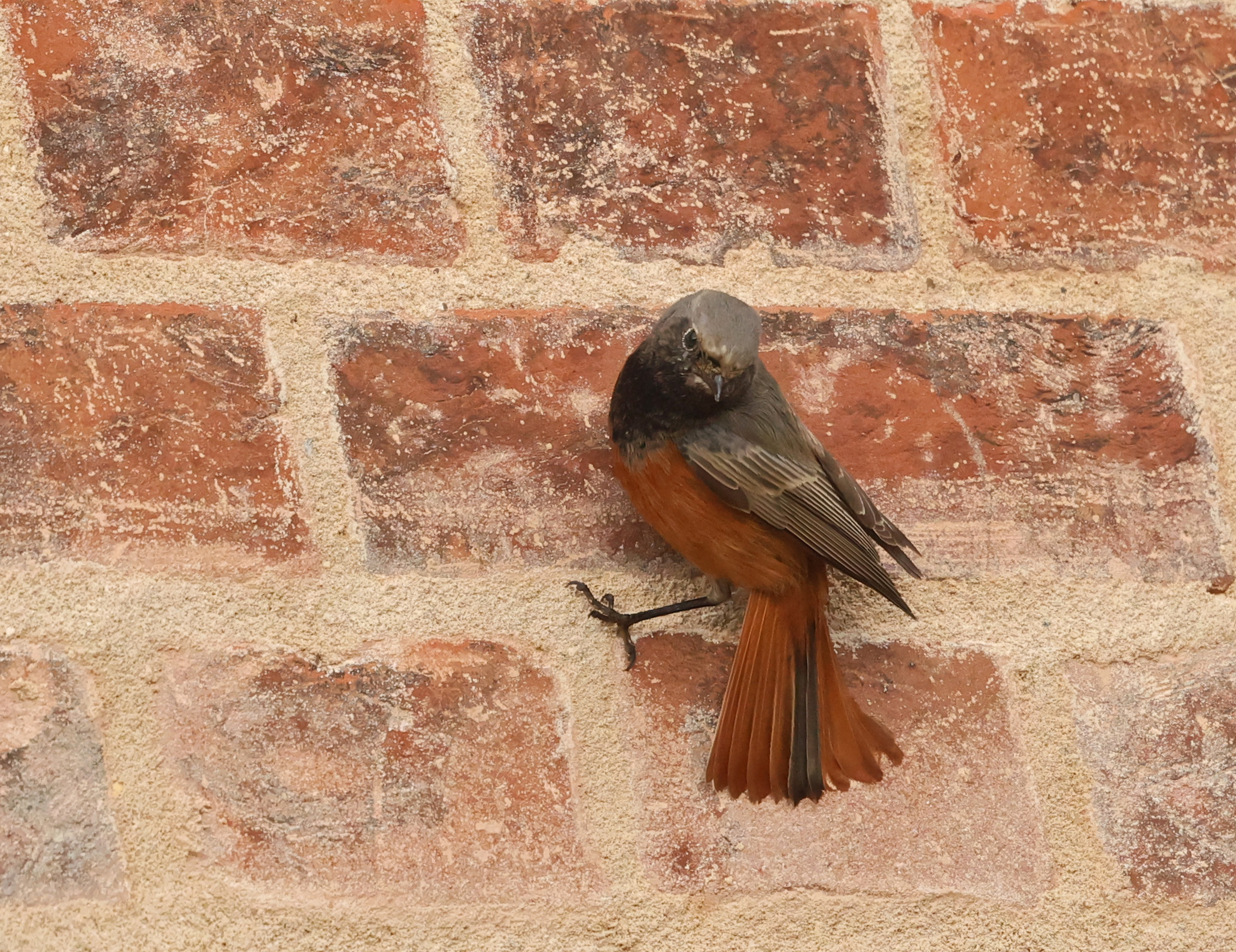 Eastern Black Redstart