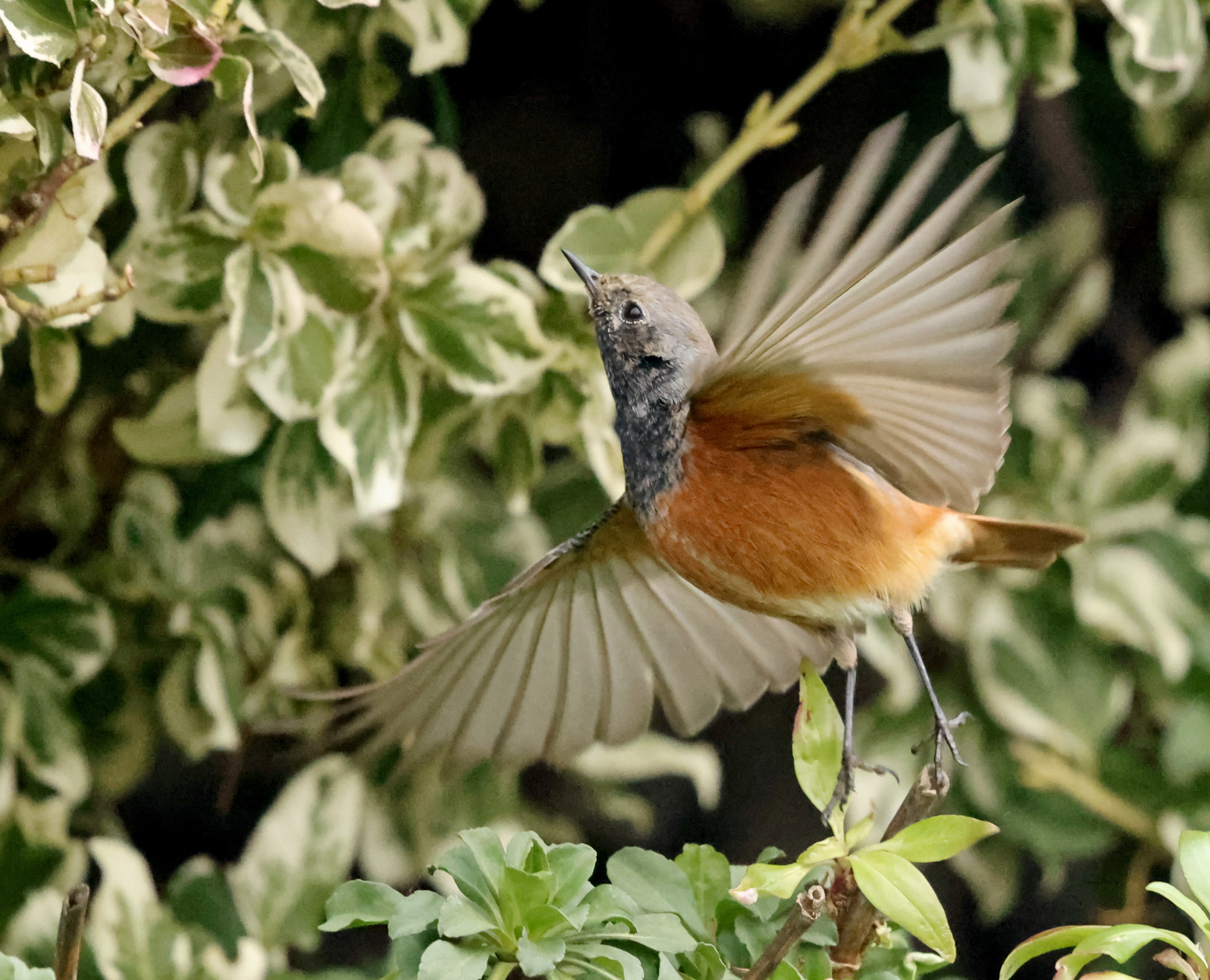 Eastern Black Redstart