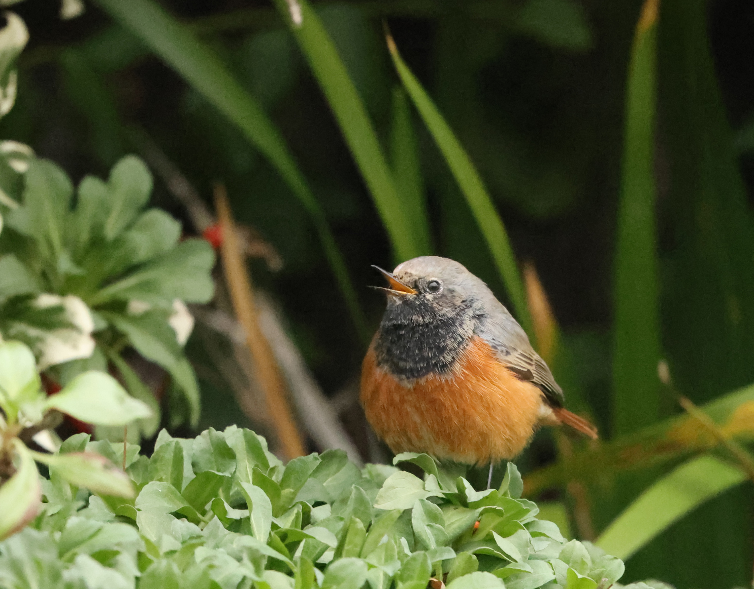 Eastern Black Redstart