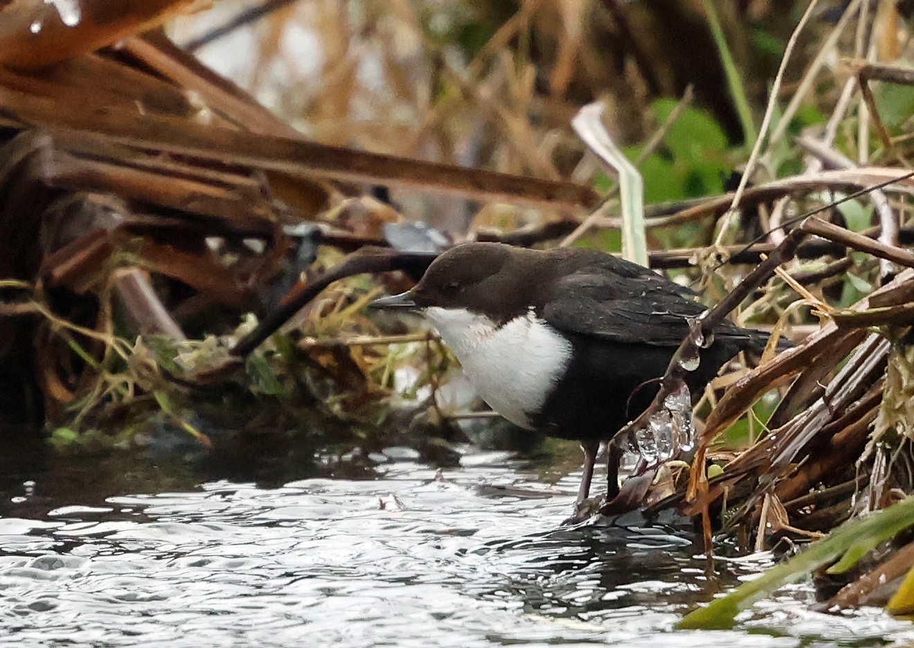 Black-bellied Dipper