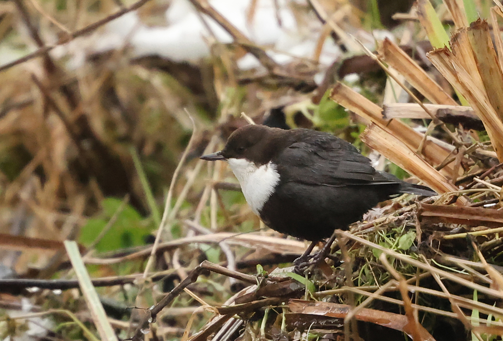 Black-bellied Dipper