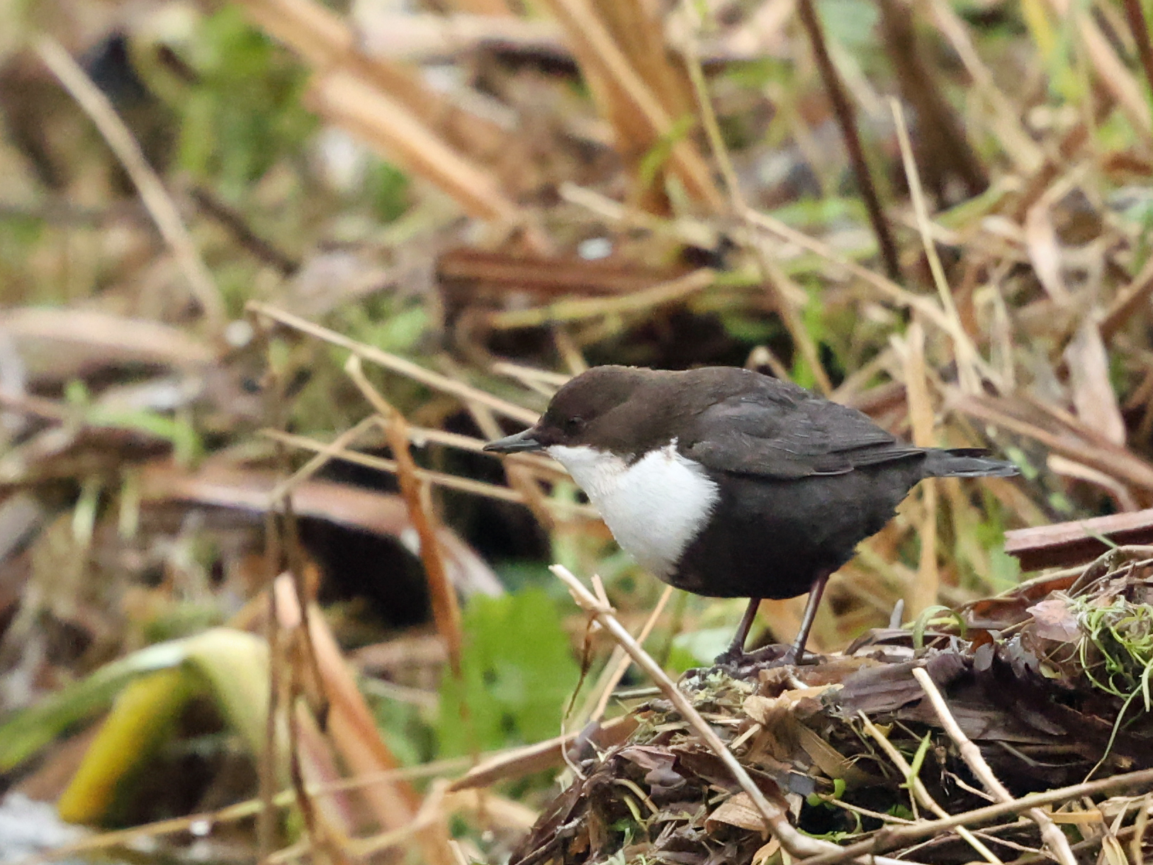 Black-bellied Dipper