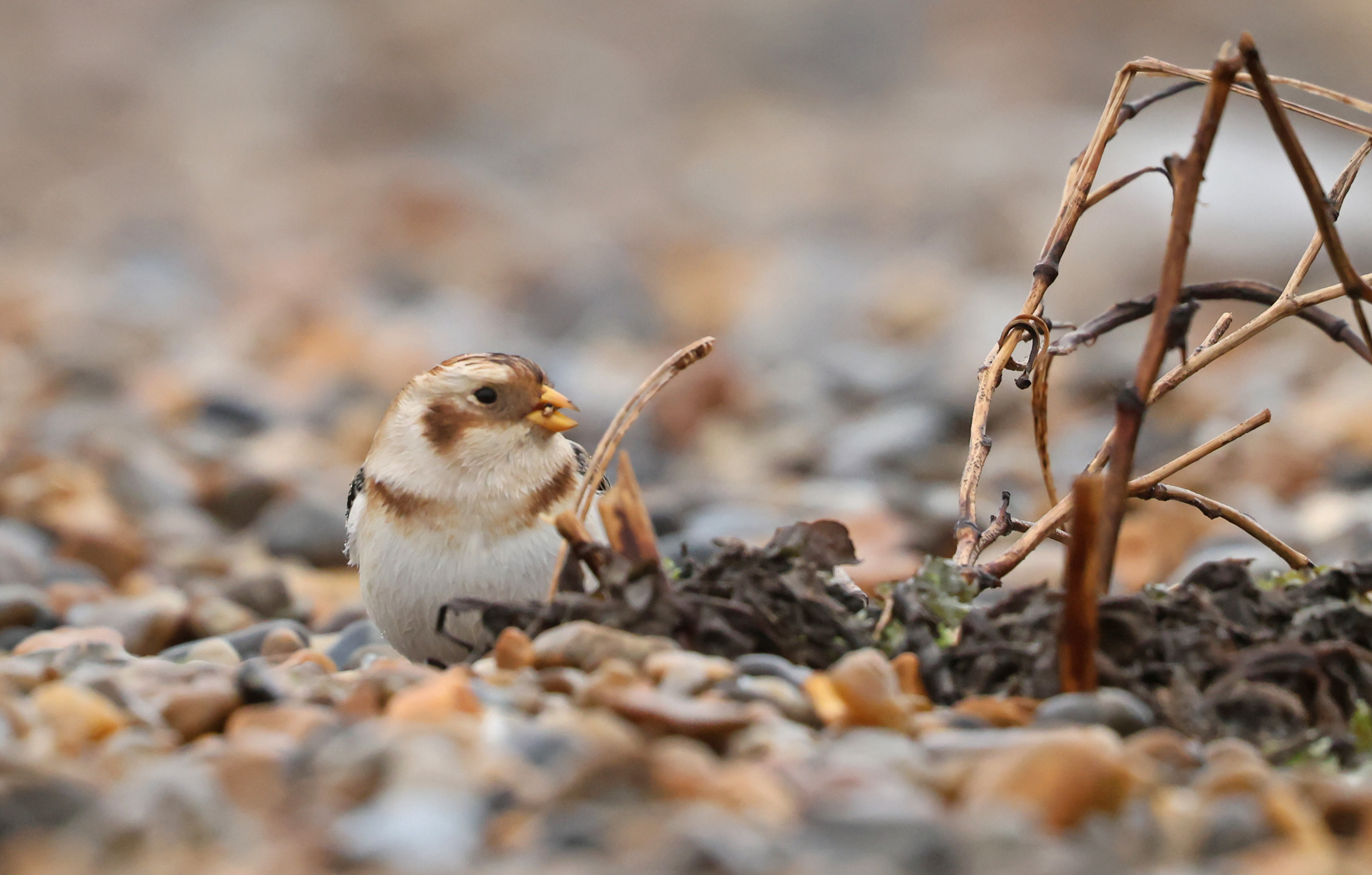 Snow Bunting