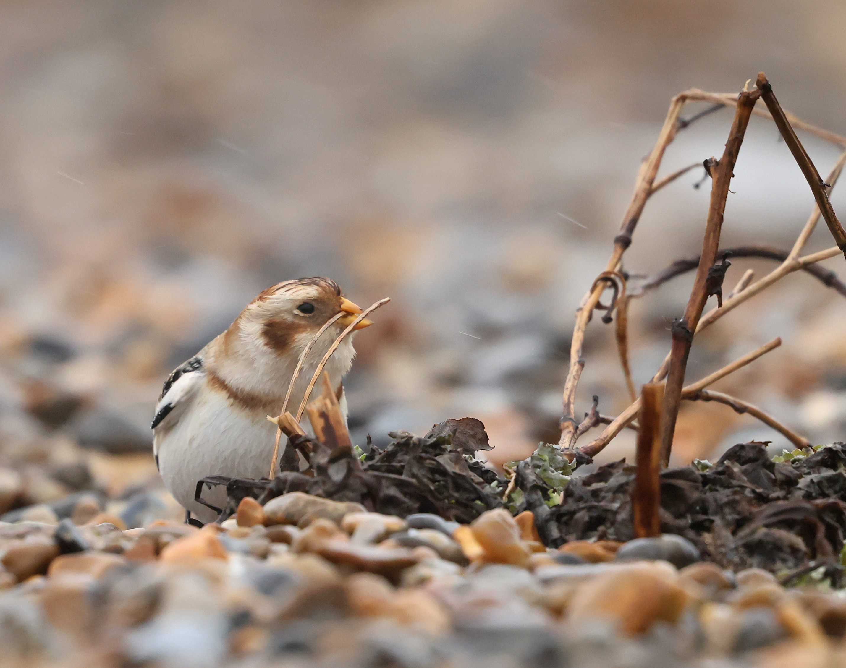 Snow Bunting