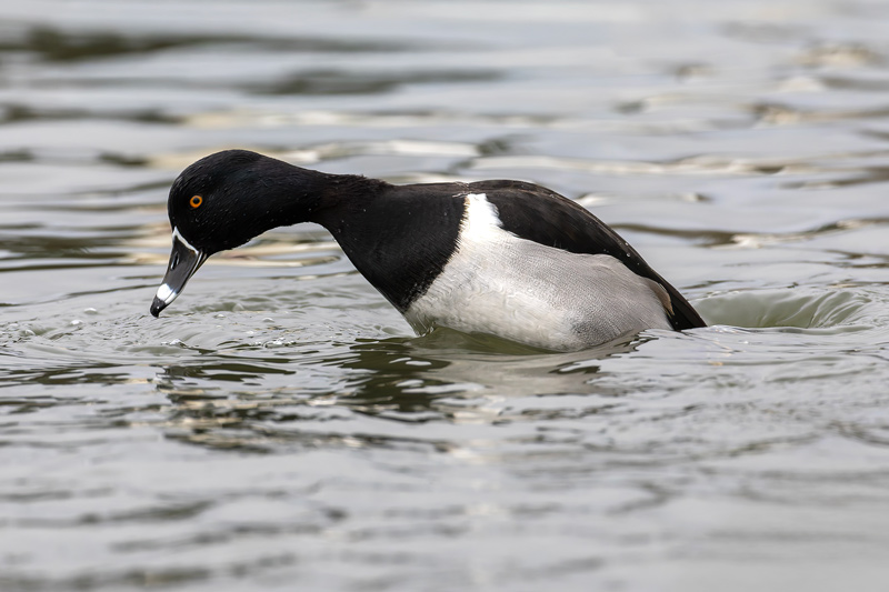Ring-necked Duck